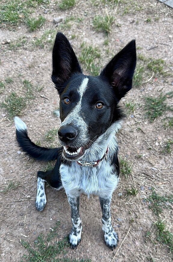 Schulhund_Jade